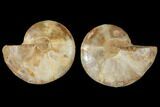 Cut & Polished Agatized Ammonite Fossil- Jurassic #131703-1